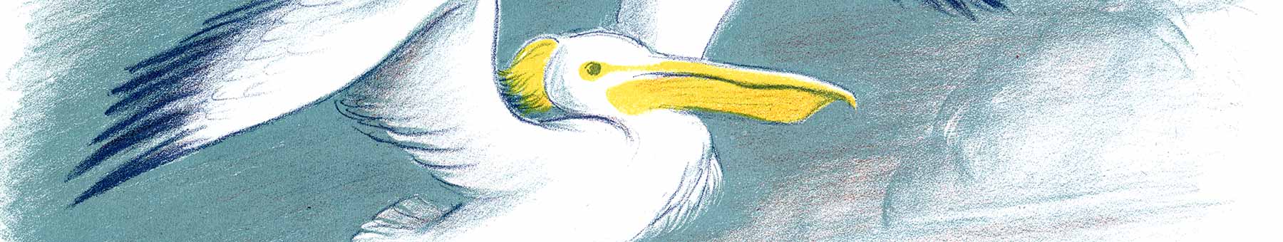 illustration of a pelican