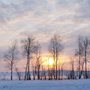 Winter sunset over a field with birch trees