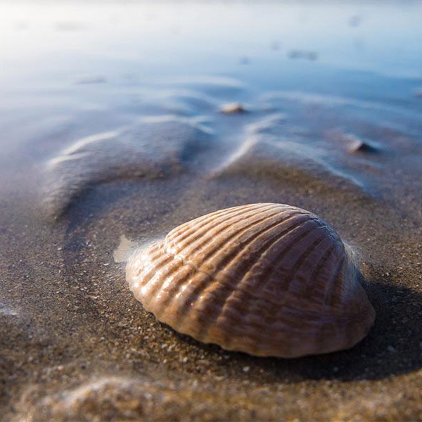 a small brown shell on wet sand