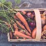 a basket full of carrots and onions, fresh from a garden