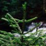 small pine tree in a forest