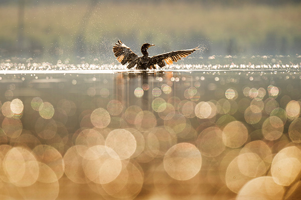 a cormorant on a lake