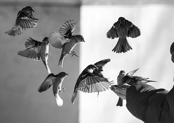several sparrows landing on a persons hand