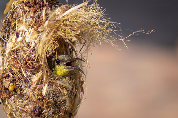 a sunbird peering out of a nest