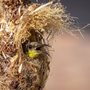 a sunbird peering out of a nest