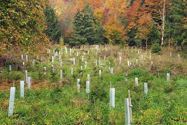 Sustainables Family Forests in Wallhausen 