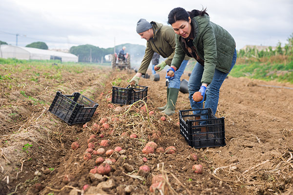 young people harvesting potatoes in a field