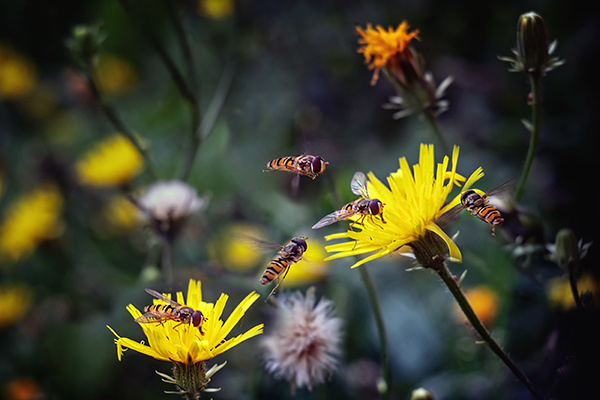 hoverflies and yellow flowers