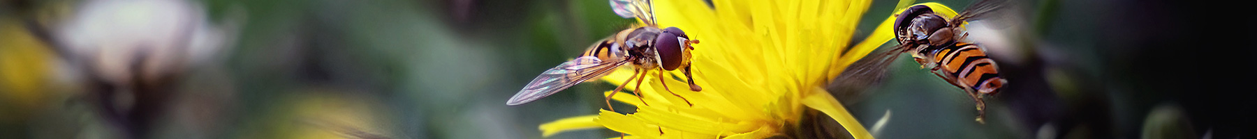hoverflies and yellow flowers