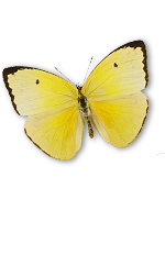 yellow butterfly
