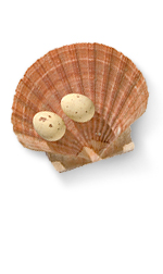 eggs on shell