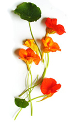 red and orange nasturtium flowers