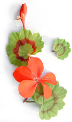 red geranium flower and leaves