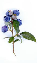 sprig of wild blueberries