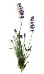 spray de lavanda
