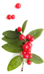 bird-berries and leaves