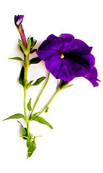 purple petunia flower