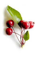 cherries on a twig
