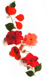 red geranium petals