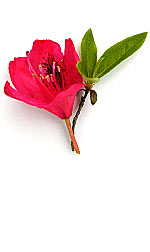 red azalea flower