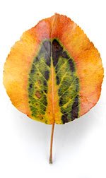 a yellow and green aspen leaf
