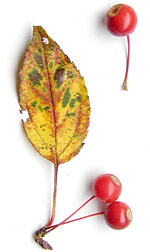 a yellow leaf with three small red berries