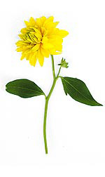 a yellow dahlia