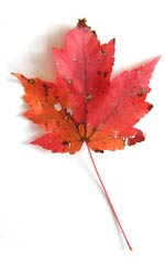 a red maple leaf