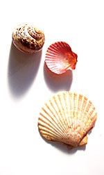 conchas de mar