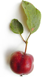 manzana y hoja de cangrejo