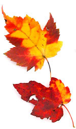 hojas de otoño rojas y verdes