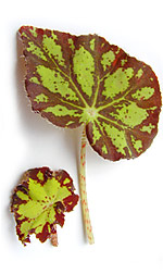 hojas verdes y leídas de begonia