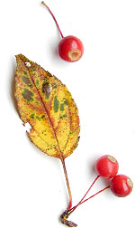 manzanas silvestres