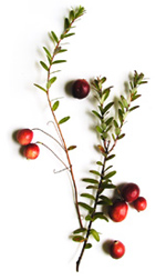 yew with red berries