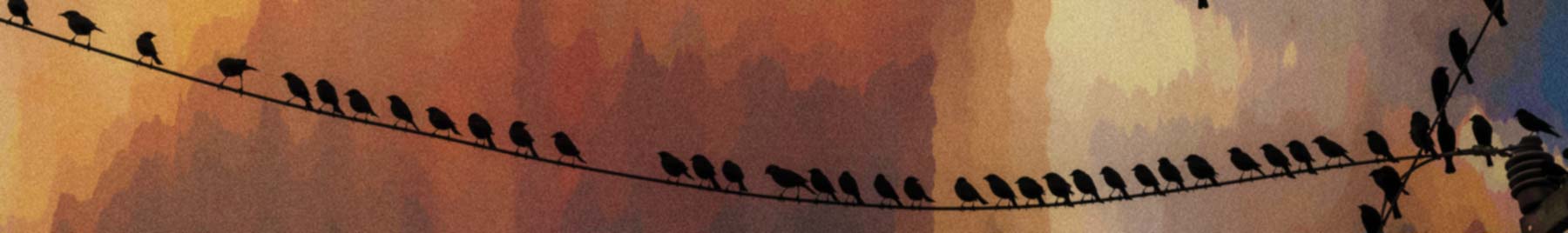Birds silhouetted on a telephone wire