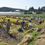 The ARI community harvests rice on its farm in northern Japan.