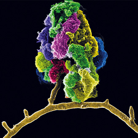 Imagen de organismos beneficiosos sacada en un microscopio de iones de helio.