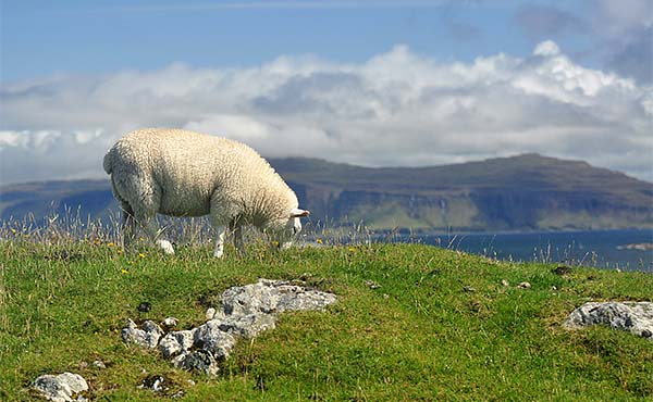 sheep grazing on green grass