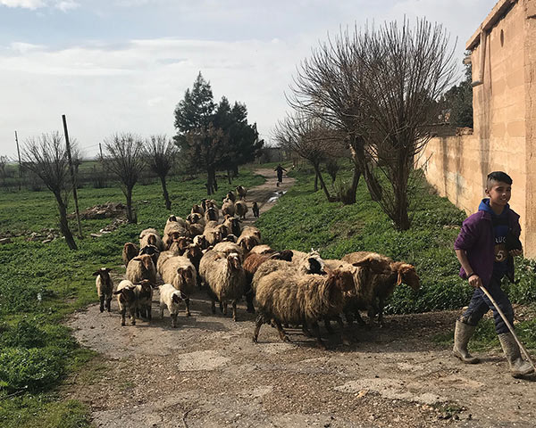 A young shepherd and a flock of sheep in the village of Tel Tal.
