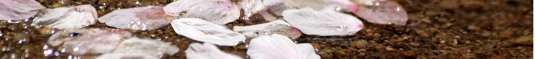 cherry petals covered with rain drops
