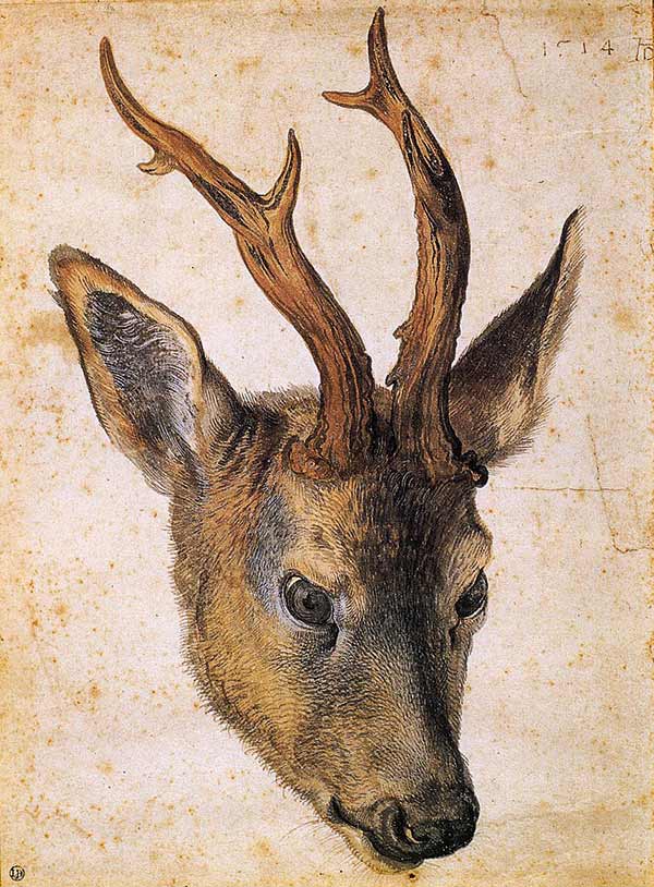 Head of a Stag, by Albrecht Dürer