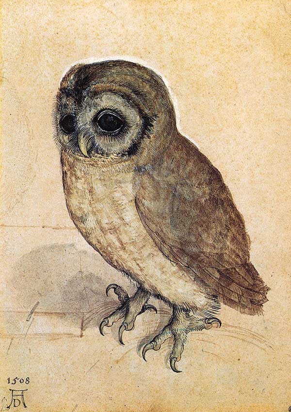 The Little Owl by Albrecht Dürer
