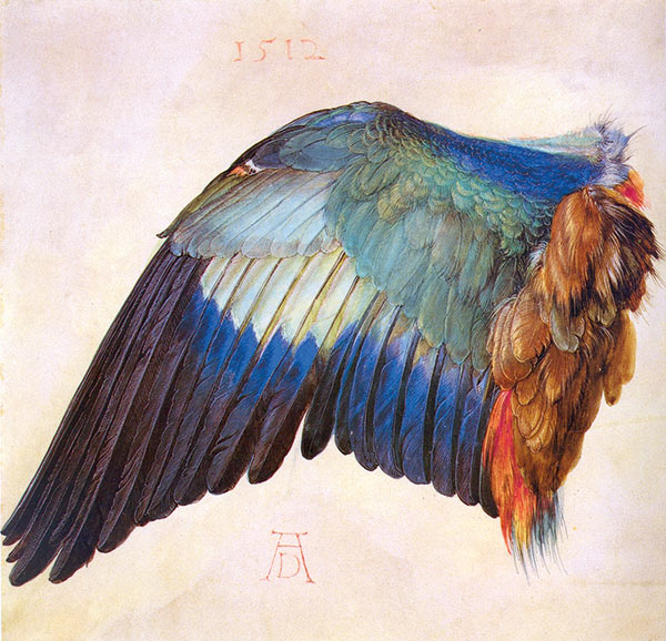 Wing of a Blue Roller, Albrecht Dürer
