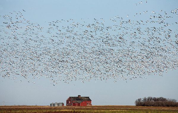 A flock of snow geese in Saskatchewan