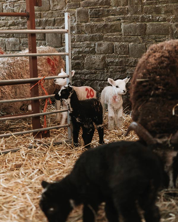 Spring lambs at Ribble Valley in Lancashire, England.