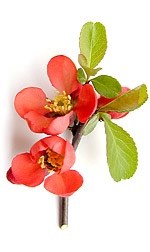 quince blossoms