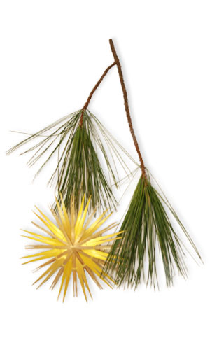 yellow straw star and white pine