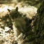 a squirrel at the base of a tree