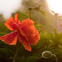 a poppy in early morning light