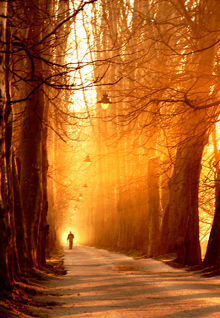 warm sunlit path